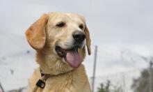 CACHIRULO, Hund, Labrador-Mix in Spanien - Bild 7