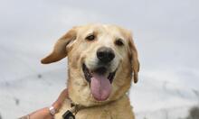 CACHIRULO, Hund, Labrador-Mix in Spanien - Bild 8