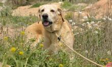 CACHIRULO, Hund, Labrador-Mix in Spanien - Bild 9
