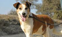 GERRI, Hund, Mischlingshund in Spanien - Bild 1