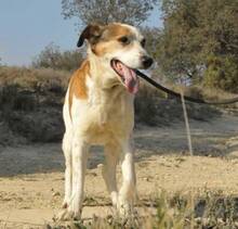 GERRI, Hund, Mischlingshund in Spanien - Bild 2