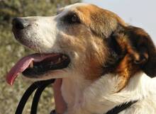 GERRI, Hund, Mischlingshund in Spanien - Bild 3