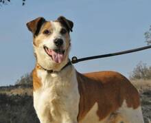 GERRI, Hund, Mischlingshund in Spanien - Bild 4