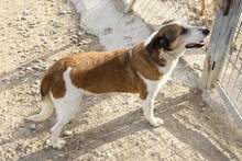 GERRI, Hund, Mischlingshund in Spanien - Bild 6