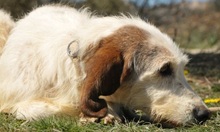 TANIA, Hund, Sabueso Español in Spanien - Bild 1