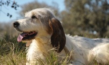 TANIA, Hund, Sabueso Español in Spanien - Bild 2