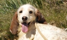 TANIA, Hund, Sabueso Español in Spanien - Bild 3