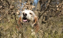 TANIA, Hund, Sabueso Español in Spanien - Bild 4