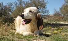 TANIA, Hund, Sabueso Español in Spanien - Bild 5