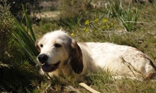 TANIA, Hund, Sabueso Español in Spanien - Bild 7