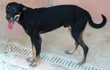 BOBBY10, Hund, Mischlingshund in Ihlow - Bild 2