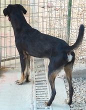 BOBBY10, Hund, Mischlingshund in Ihlow - Bild 4