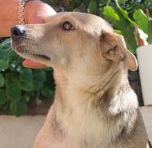 LUSSY, Hund, Mischlingshund in Kroatien - Bild 1