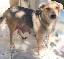 LUSSY, Hund, Mischlingshund in Kroatien - Bild 2