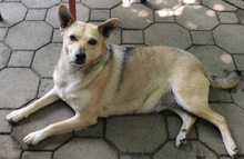LUSSY, Hund, Mischlingshund in Kroatien - Bild 6