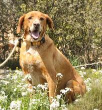 TRISTAN, Hund, Mischlingshund in Spanien - Bild 1