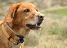 TRISTAN, Hund, Mischlingshund in Spanien - Bild 3
