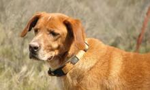 TRISTAN, Hund, Mischlingshund in Spanien - Bild 4