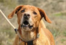 TRISTAN, Hund, Mischlingshund in Spanien - Bild 5