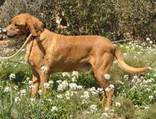 TRISTAN, Hund, Mischlingshund in Spanien - Bild 7