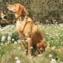 TRISTAN, Hund, Mischlingshund in Spanien - Bild 8