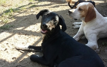 ZENDE, Hund, Mischlingshund in Portugal - Bild 1