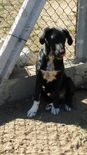 ZENDE, Hund, Mischlingshund in Portugal - Bild 2
