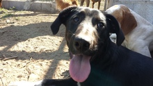 ZENDE, Hund, Mischlingshund in Portugal - Bild 3
