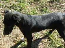 ZENDE, Hund, Mischlingshund in Portugal - Bild 4
