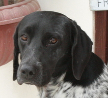 MAX2, Hund, Pointer in Zypern - Bild 1
