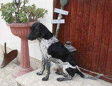 MAX2, Hund, Pointer in Zypern - Bild 2