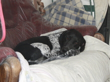MAX2, Hund, Pointer in Zypern - Bild 4