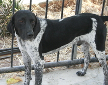 MAX2, Hund, Pointer in Zypern - Bild 5