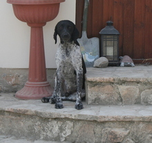 MAX2, Hund, Pointer in Zypern - Bild 6
