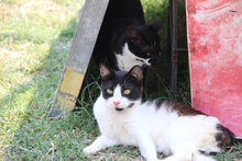MIKA, Katze, Hauskatze in Bulgarien - Bild 1