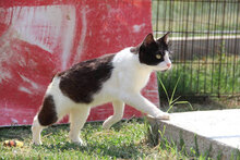 MIKA, Katze, Hauskatze in Bulgarien - Bild 2