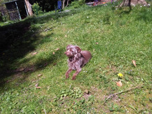 TOBI, Hund, Mischlingshund in Siegburg - Bild 2