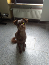 TOBI, Hund, Mischlingshund in Siegburg - Bild 8